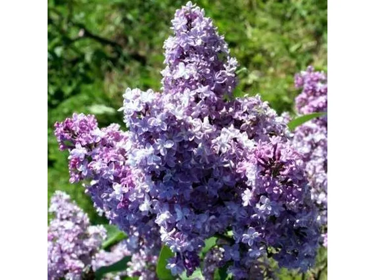 syringa president loubet