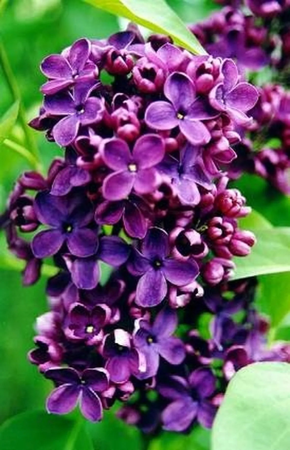 syringa pasteur