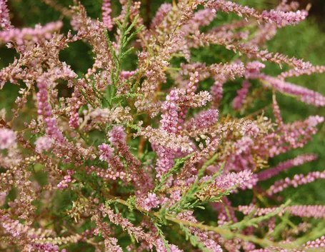 foto tamerice ramosissima