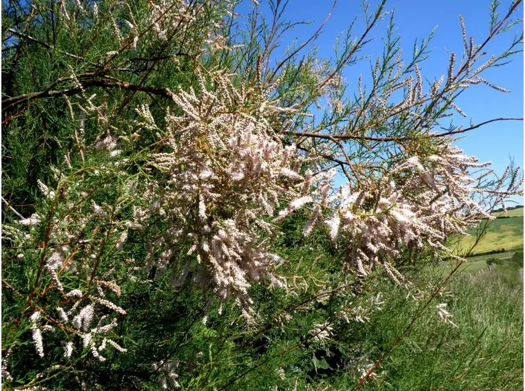 tamarix