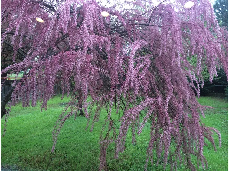 tamarix