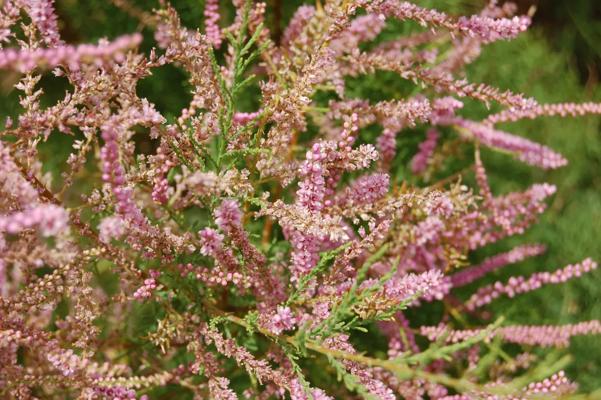 foto tamerice ramosissima