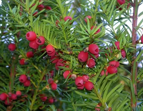taxus baccata dovostoniana