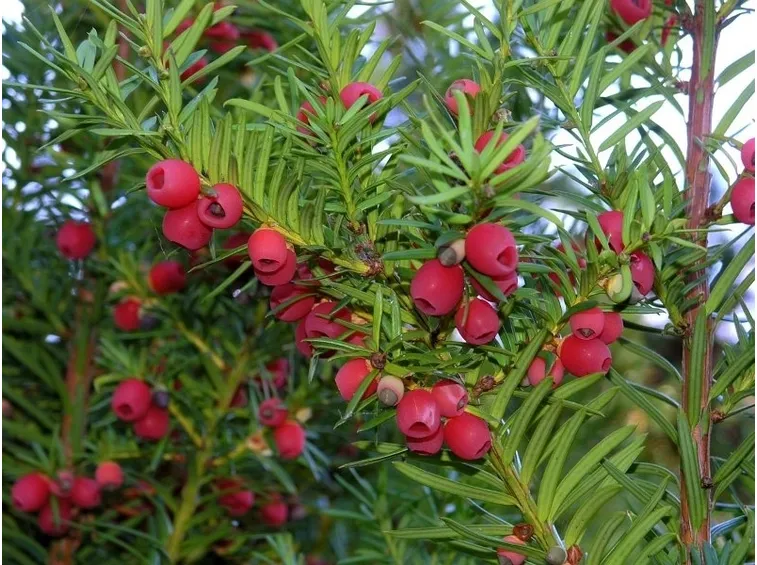 taxus baccata dovostoniana