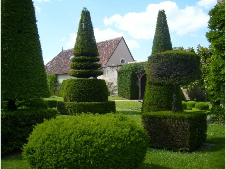 taxus baccata