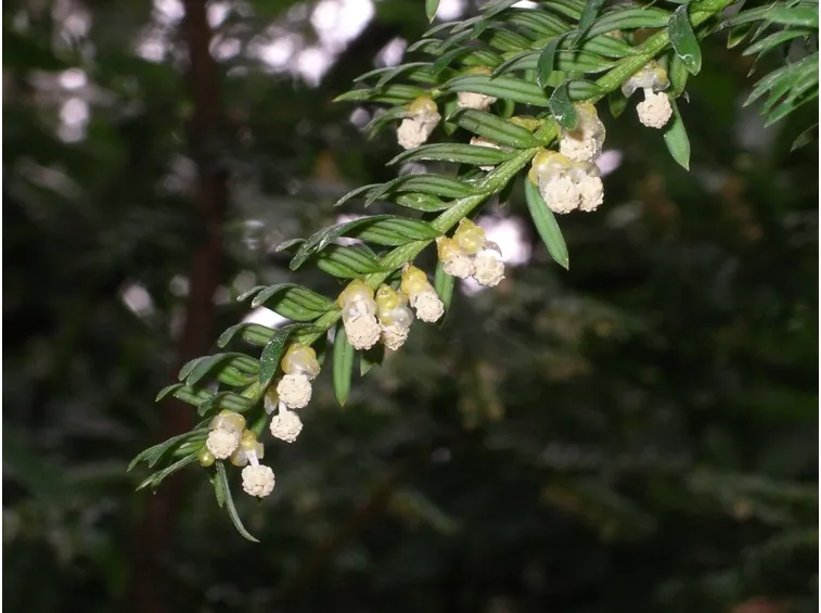 tasso fiori