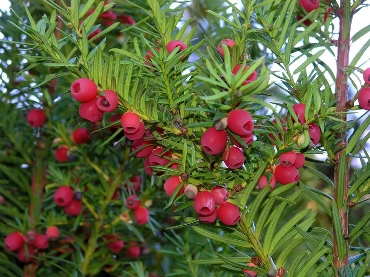 taxus baccata dovostoniana