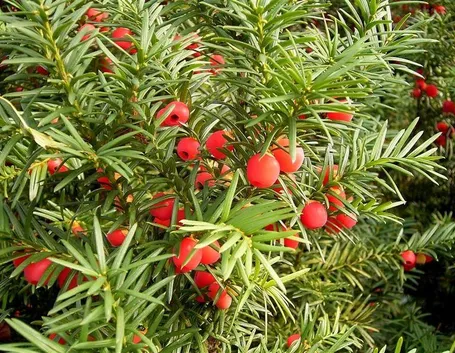 Esempio di Taxus Baccata