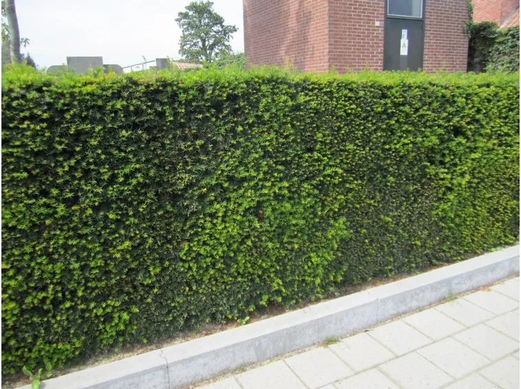 Esempio di siepe di Taxus Baccata