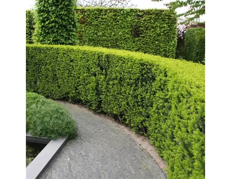 Frutti del Taxus.