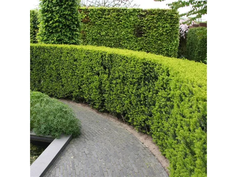 Frutti del Taxus.