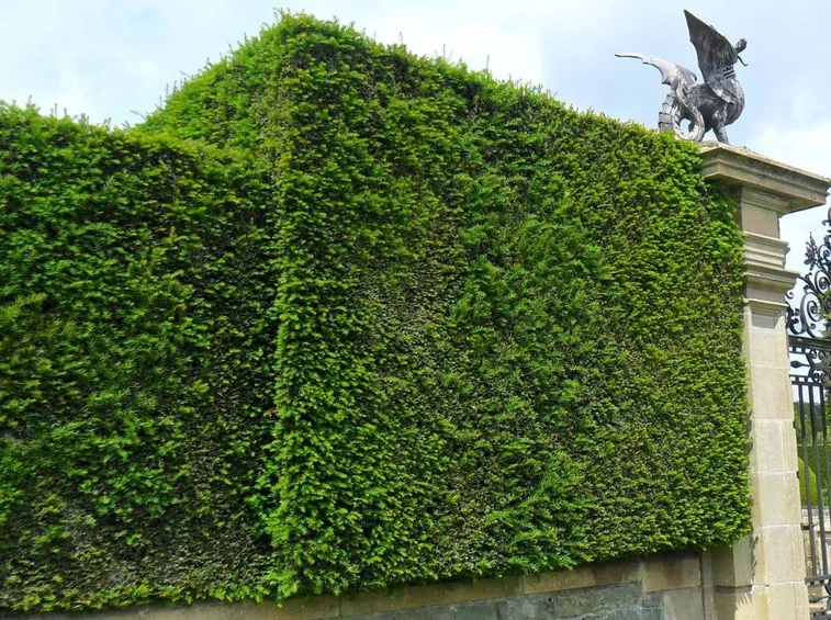 Dettaglio fogliame del Taxus.