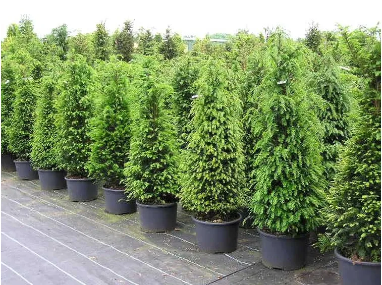 Esempio forma del Taxus.