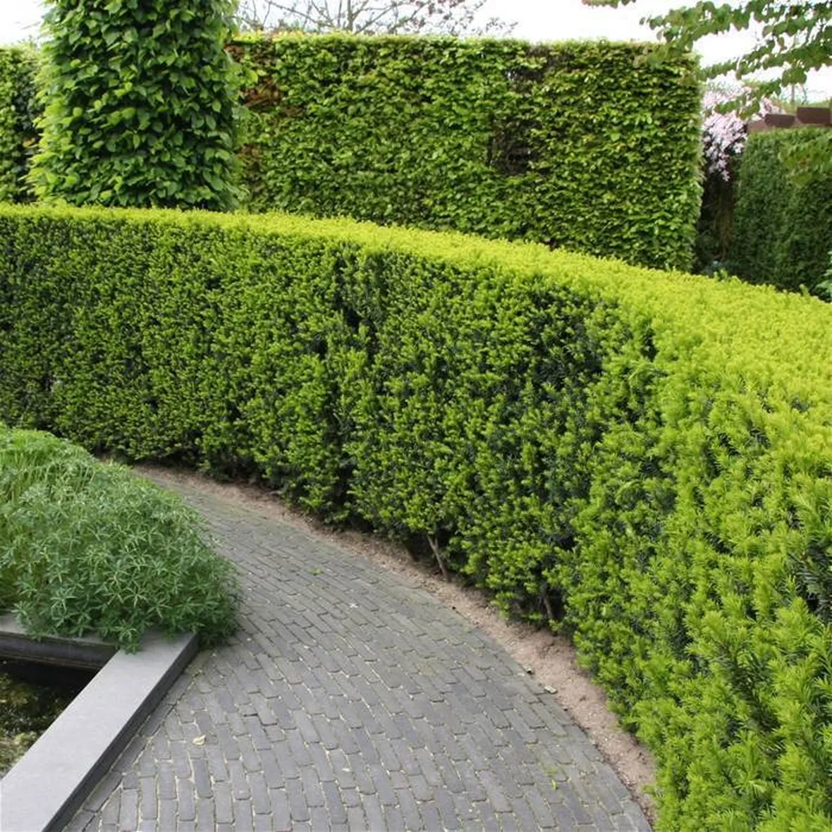 Frutti del Taxus.