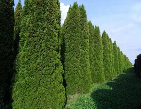 Coltivazioni di Thuja occidentalis