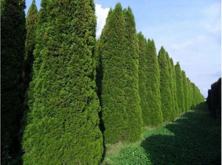 Coltivazioni di Thuja occidentalis