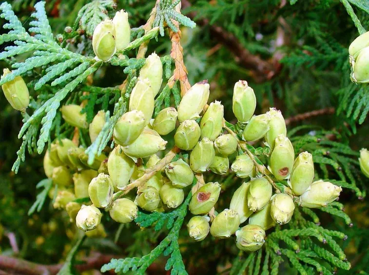 Thuja occidentalis utilizzata in omeopatia
