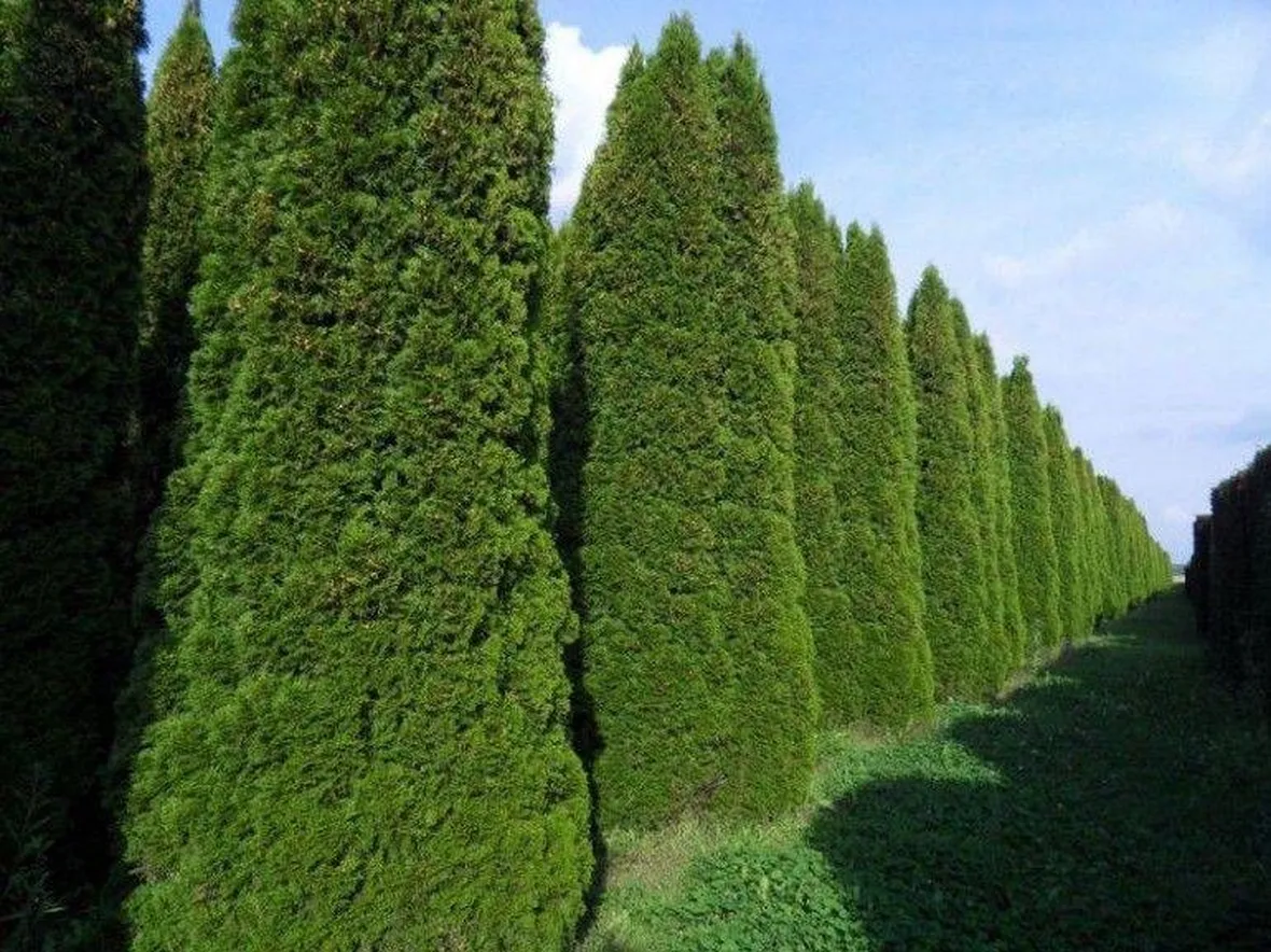 Coltivazioni di Thuja occidentalis