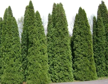 thuja occidentalis