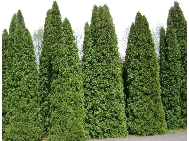 thuja occidentalis