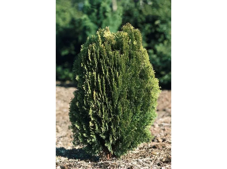 thuja orientalis