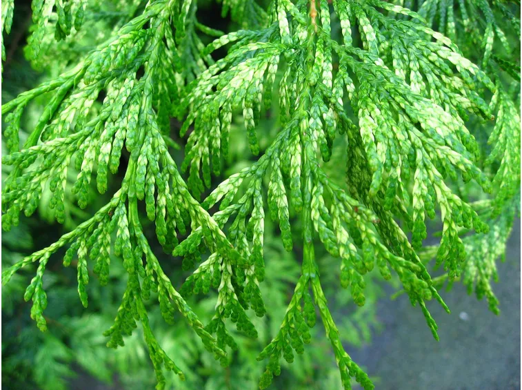 Thuja plicata , particolare delle foglie
