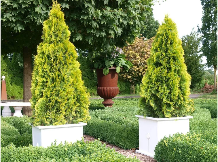 thuya occidentalis in giardino