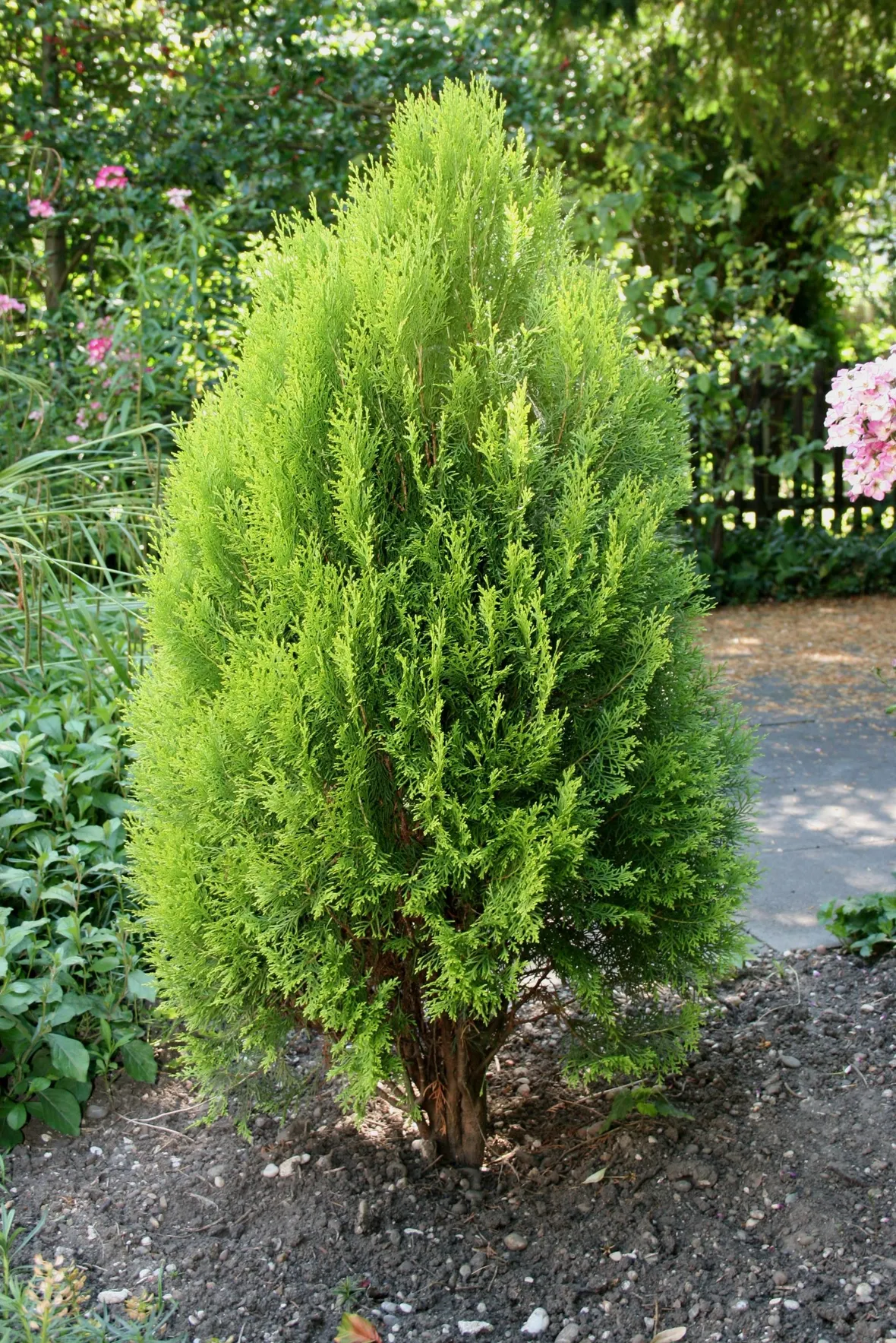 pianta di thuya occidentalis