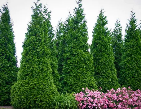 thuja occidentalis smaragd