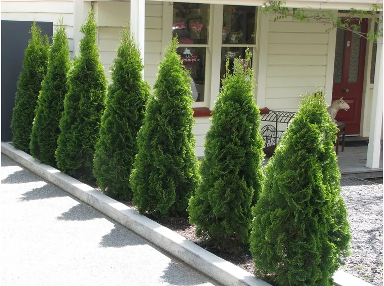 thuja occidentalis filiformis