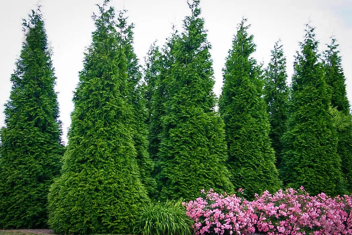 thuja occidentalis smaragd