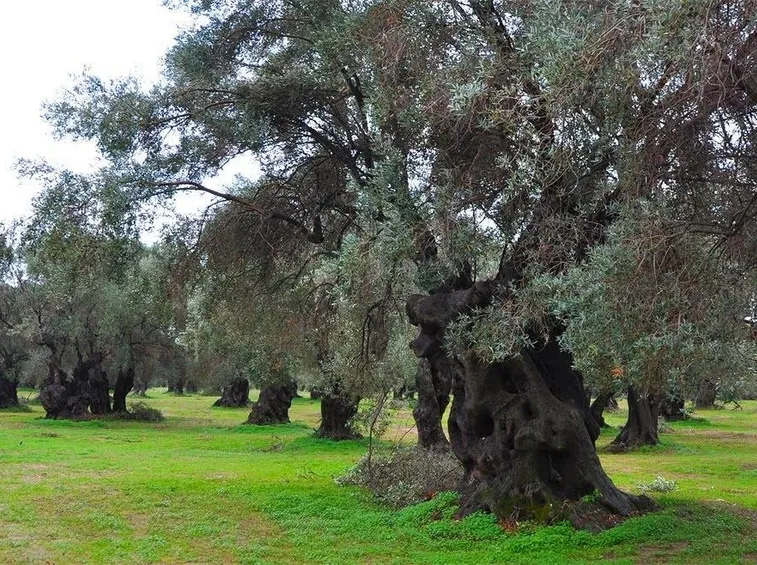 Un oliveto