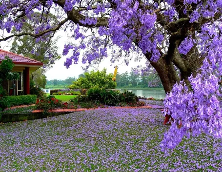 Esempio di albero da giardino