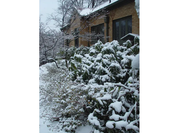 Albero da giardino sotto la neve