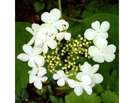 viburnum opulus