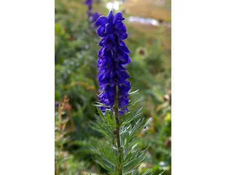 Fiore di aconito