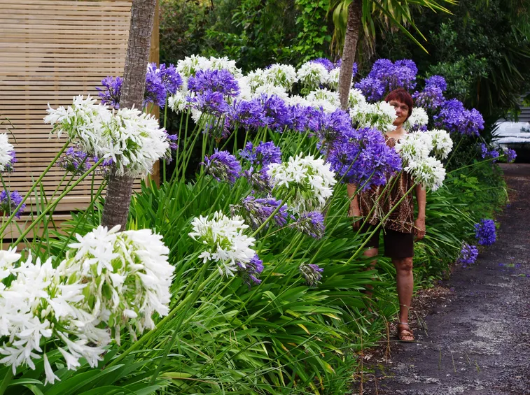 Agapanthus Africanus