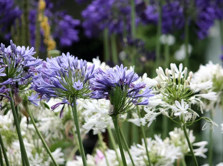 Agapanthus Purple Claude