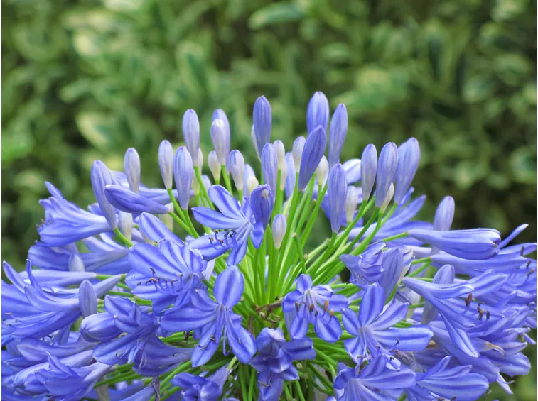 Agapanthus