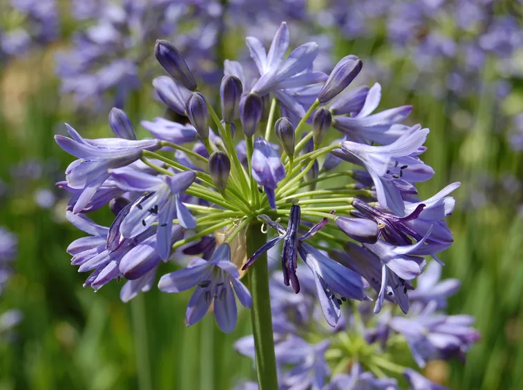 agapanthus campanulatus