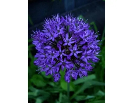allium caeruleum