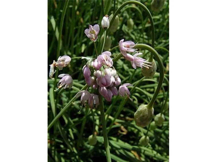 allium cernuum