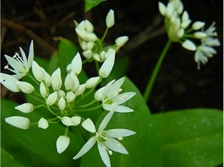 allium ursini