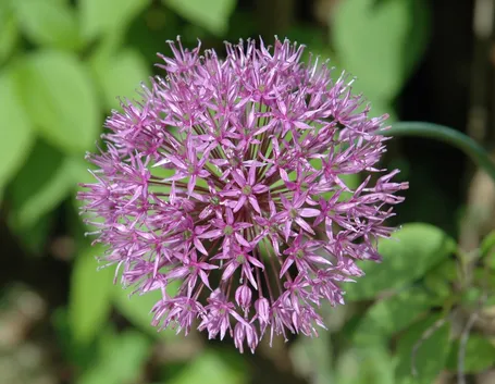 Allium aflatunense