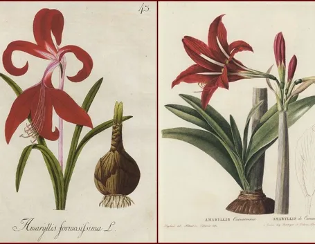 Disegno botanico di due varietà di amarillide