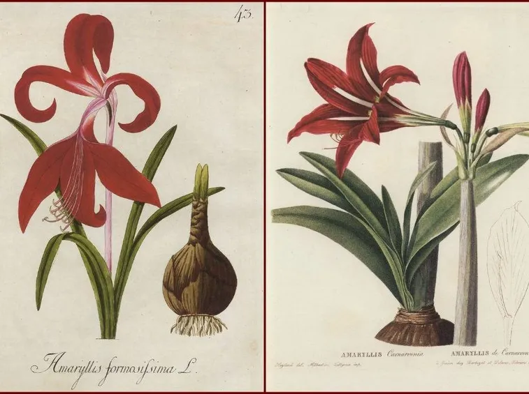 Disegno botanico di due varietà di amarillide