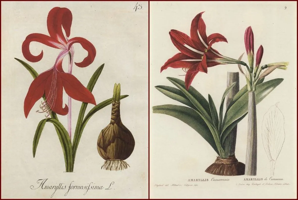Disegno botanico di due varietà di amarillide