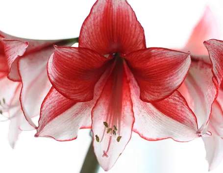 Orange Amaryllis