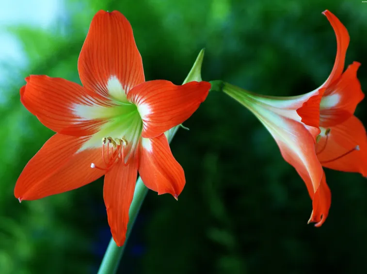 Amaryllis vaso