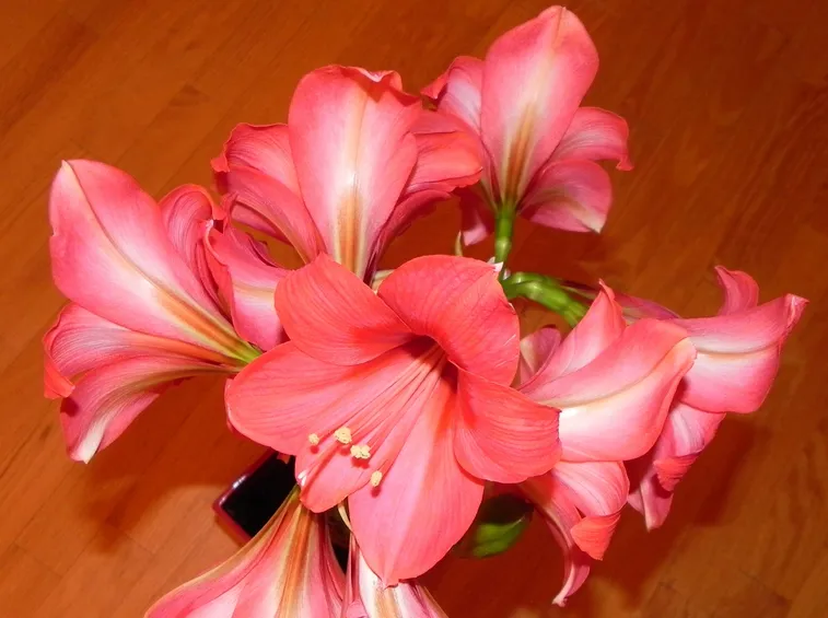 amarillis